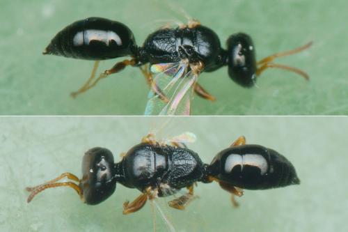 Réf. 264 257 : Spilomena mocsaryi